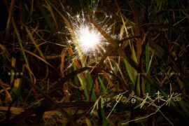 海龟先生《假如春天来临》歌词封面图片